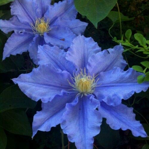 50 Blue Clematis Seeds Bloom Climbing Perennial Flowers Seed Flower Vine Climbing Perennial
