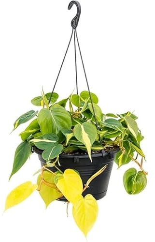 Baumfreund Kletternder Philodendron Scandens Brasil Ampel – Dekorativer Hänge-Philodendron für Indoor-Pflanzen, Pflegeleicht, Robust & Luftreinigend