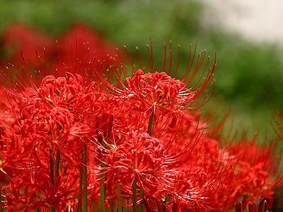 Sd1483 Red Spider Lily Seeds, Lycoris Radiata Seeds, Non-Genetically Modified Seeds (30 Seeds)