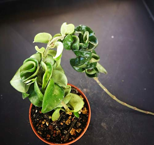 4415 Hoya Carnosa Compact. 8.0 cm VetRomania. Succulent : Package Contatins seeds