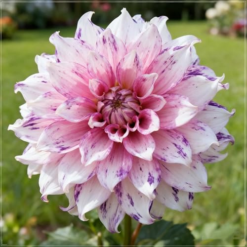 Dalia, rizomas de dalias perennes resistentes, rizomas de jardín perennes, dalias raro adecuado para cultivar en el jardín-2 Rizomas-h