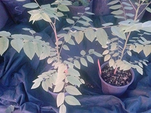 9EzTropical - Tropical Gooseberry - Phyllanthus acidus - Cay Chum Ruot - 8 to 1 Feet Tall - Ship in 4 Pot