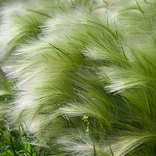 Ziergras Zartes Federgras - Stipa tenuissima Pony Tails - verschiedene Größen (1 Ltr.)