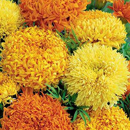 50 African Marigold Fantastic Mix Seeds - Orange & Yellow Flowers - 50 Seeds