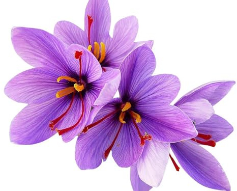50 Saffron Crocus Sativus Corms Bulbs -Large 9 Cm Corms - Instructions Will be Included