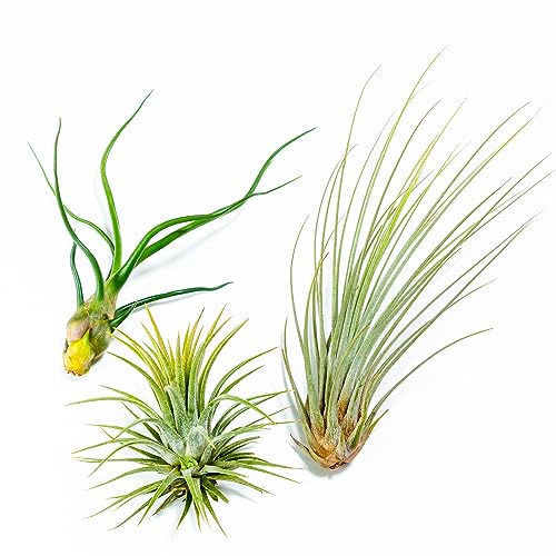 PLANDAIRE - PACK Plantas de Aire - Tillandsia Ionantha, T. Bulbosa, T. Juncea - Plantas con flor naturales - Exterior e Interior (3)