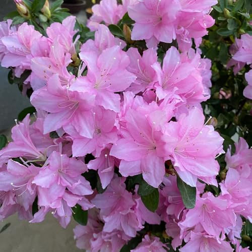 Semi di azalea, semi di Rododendro, regali per gli amanti del giardino esotici semi di come per gli ospiti 20pcs