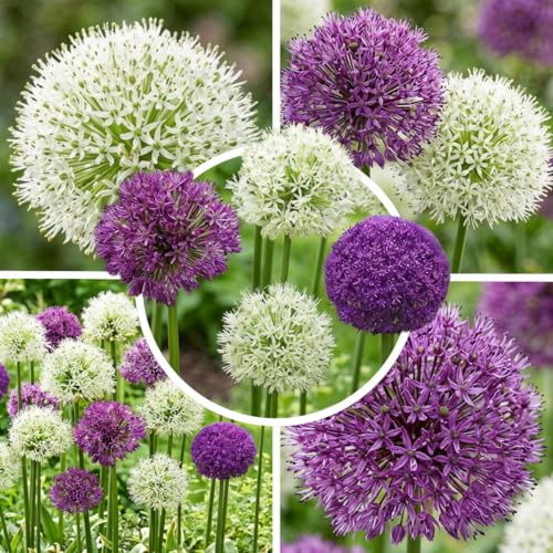 FLORIUM - Allium zwiebeln Twin Glory (10 Riesen Zwiebeln/Pflanzen), Mehrjährig Zierlauch Mischung, Winterhart einzigartige Frühlingsblüten für Garten und Rabatten (große Knollen, kein Samen)