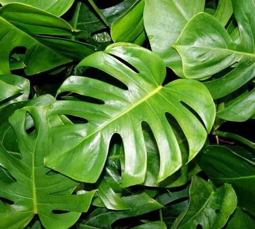 New 50pcs Green Monstera Plant Seeds