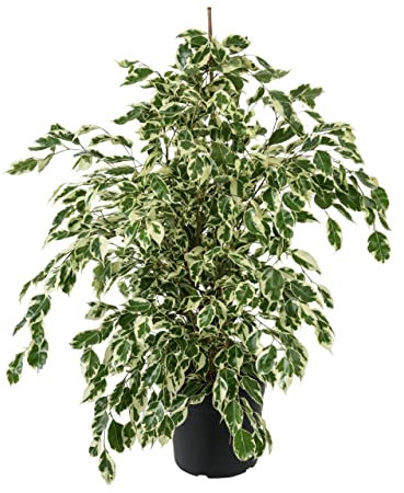 Ficus Benjamin Twilight variegato vaso 17 80 cm pianta da interno o veranda resistente