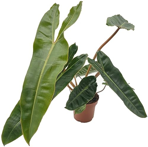 Fangblatt - Philodendron billietiae - gigantischer Baumfreund im Ø 12 cm Topf - pflegleichte Zimmerpflanze