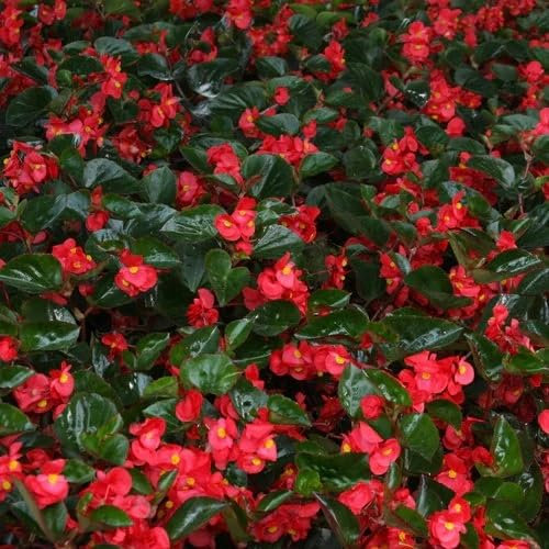 Neue, frische 90 Stück rote Begonien-Blumensamen