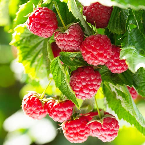 Raspberry Plants, 'Joan J', 2 x Full Plants in 2 Litre Pots, Fruit Plants, Raspberries, Garden Ready and Ready to Plant, Premium Quality Fruit