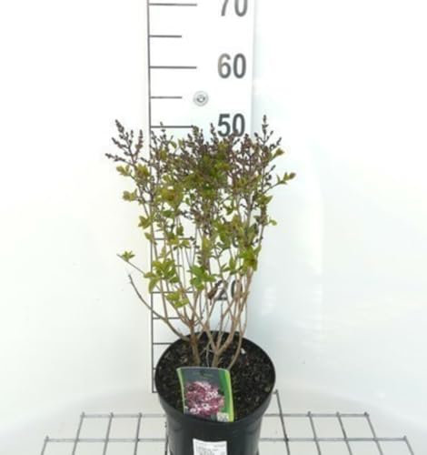 Syringa hybr. 'Josee' - Lilas Nain 'Josée', Lilas 'Josée' 30-40 cm en pot