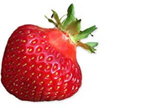 20 Polka Erdbeerpflanzen - Frigo Pflanzen - Pflanzzeit: März/April - Ernte: Juni/Juli - Erdbeersetzlinge/Erdbeerstecklinge - Erdbeerprofi.de