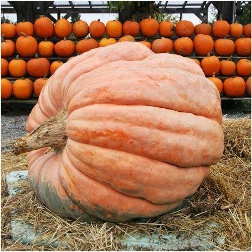 Paquete de 10 semillas, Semillas de calabaza gigante del Atlántico (Cucurbita maxima)