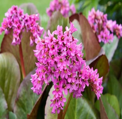 100pcs Bergenia Flower Seeds