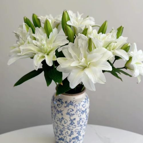 3 cebollas lirios resistentes al invierno, lirios gigantes, plantas en maceta reales, regalos para amantes de las plantas (Lilium brownii), flores de balcón, regalos sostenibles para plantas de