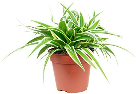 Grünlilie 'Ocean' - pflegeleichte Zimmerpflanze, Chlorophytum Comosum - Höhe ca. 20 cm, Topf-Ø 12 cm