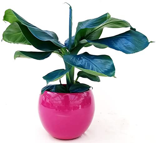 POWERS TO FLOWERS - BANANO, PIANTA DEL BANANO, COLOR LIFE BLU IN VASO CERAMICA FUCSIA SFERICO, VASO 14CM DIAMETRO, pianta vera
