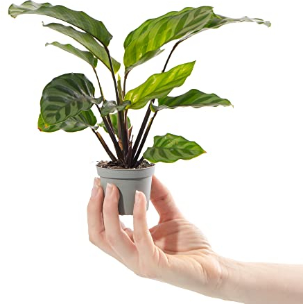 Baby Zebra Plant - Calathea Freddie Tropical Striped Indoor Houseplant in 6cm Pot | Mini Plant with Striped Foliage | for Home and Office | Grow Your Own Baby Plants