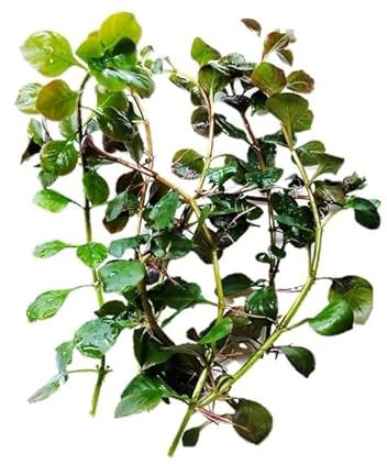 FLORATICA ¦ Ludwigia Palustris 'Green' Live Aquarium Plants Tropical Fish Tank Shrimp Safe Snail Free (5)