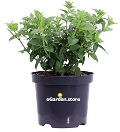 Pianta di Ortensia o Hydrangea Paniculata Petite Star pianta ornamentale da esterno giardino terrazzo balcone pianta vera compatta fiore bianco venduta da eGarden.store