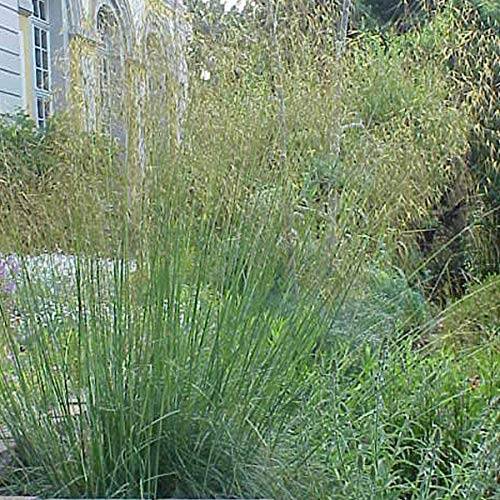 6er-Set Riesen Federgras - Stipa Gigantea: Majestätische Höhe und goldene Federwolken im 9x9cm Topf.