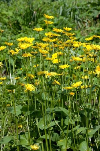 Doronicum pardalianches 'Goldstrauß' 9x9 cm Topf – Winterhart, Mehrjährig, Pflegeleicht – Gemswurz – Staude für Beet & Rabatte