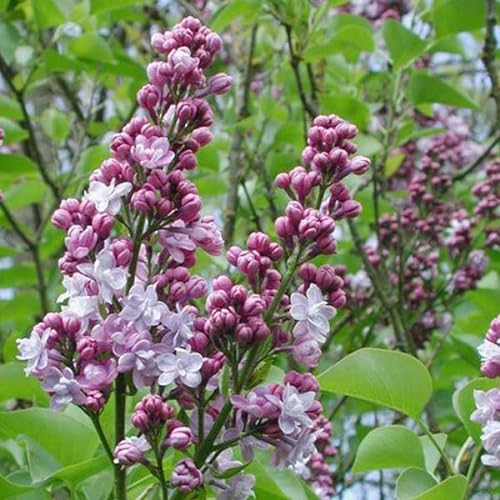Edelflieder 'Michel Buchner' - Syringa vulgaris 'Michel Buchner' 40-60 C - 40-60 cm Topf