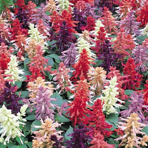 GardenersDream 5x Plantes de Salvia en Pot – Plantes de Jardin Colorées en Blanc, Rose, Violet, Rouge et Crème – Arbustes Florifères pour l’Extérieur (incl. Pot de 11 cm)