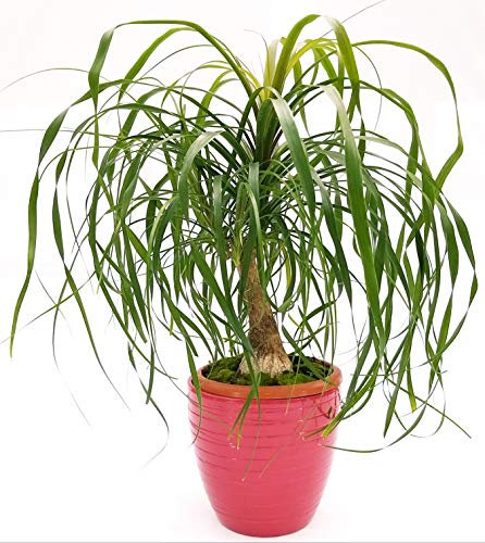 POWERS TO FLOWERS - BEAUCARNEA RECURVATA, MANGIAFUMO, IN VASO CERAMICA ROSATO A RIGHE, altezza 60cm, pianta vera