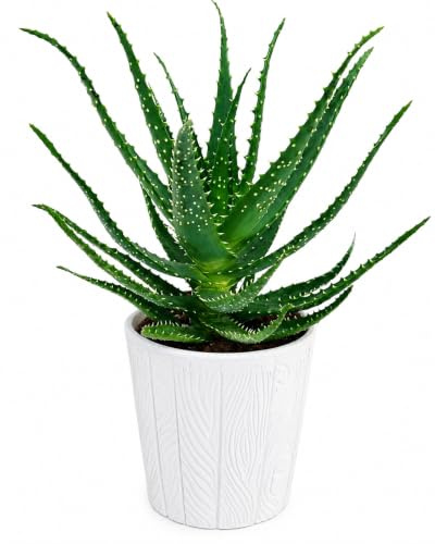 POWERS TO FLOWERS - ALOE ARBORESCENS, CERAMICA BIANCO DECORATO, VASO 15CM, pianta vera