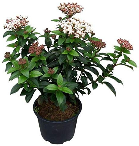 Mittelmeer Schneeball Lisa Rose 40-50cm - Viburnum tinus - lebende Gartenpflanze aus den Baumschulen