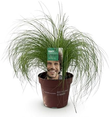 Delicata erba piuma – erba ornamentale – Stipa tenuifolia Pony Tails – verde – 2 piante – verde pervinca – poca manutenzione – vaso 17 cm altezza 50 cm