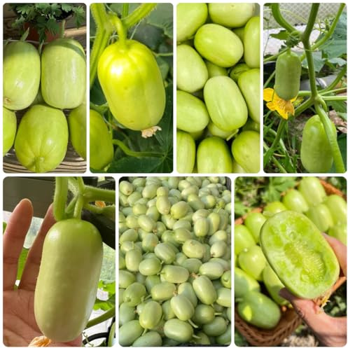 gurke gurken - cucumis sativus - wintergemüse hochbeet salatgurken gurkensamen gemüsesamen winterharte garten 150samen