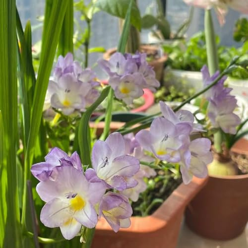 fresien blumenzwiebeln blumenzwiebeln bodendecker winterhart mehrjährig nachhaltige geschenke blumenzwiebeln frühblüher winterharte garten balkonblumen 16zwiebeln