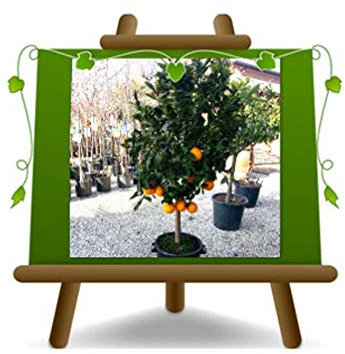 Süßorange Citrus - Citrus Sinensis - Obstpflanze auf Blumentopf 36 - Baum max 150 cm - Anbau Italien