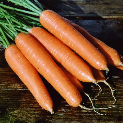 Plant World Seeds - Carrot Eskimo F1 Seeds (Carrot Seeds)