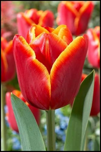 Mysteriöse magische Glühbirne, 2025 Winterhart pflanzen, Mehrjährige Blumenzwiebel ist winterhart,Winterhart zwiebeln -3 Tulpen Zwiebeln -H