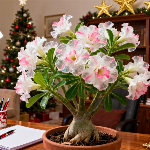 Perenne resistente/Rosa del deserto/Rara/Tubero di rosa del deserto/Decorazione per il soggiorno/Bassa manutenzione-2 Rizoma-F