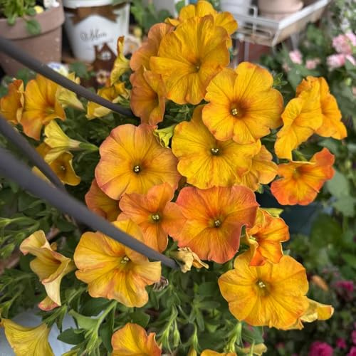 petunias - petunias colgantes silvestres, macizo de exóticas semillas de petunia semillas balcón balcón cortadas trepadoras, jardín rocas con 60semillas