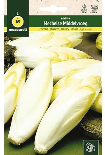 Mascarell Semillas, ENDIVIA, Semillas Huerto, ENDIVIA DE BRUSELAS, Crea tu Propio Huerto Urbano y Cultivo en Casa, Plantas Hortícolas, 8 Gramos