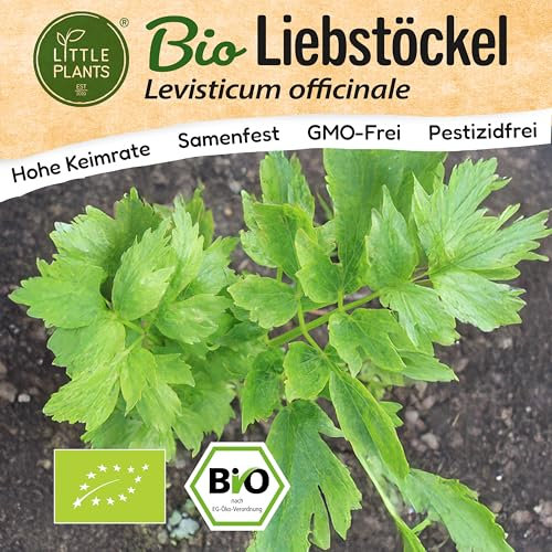 Little Plants BIO Liebstöckel Samen 80 Liebstöckelsamen Kräutersamen für Kräutergarten Hochbeet Samenfest Kräuter Samen für Küche, Balkon und Garten Küchenkräuter