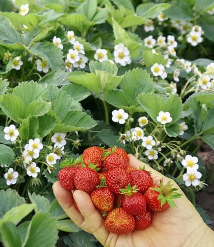 BALDUR Garten 4x Bodendecker-Erdbeere 'Erdbeerwiese', Pflanzen im 7x7 cm-Topf, sehr aromatischen Früchten, Kreuzung aus Wald- & Gartenerdbeere, leicht zu pflücken, winterhart & pflegeleicht