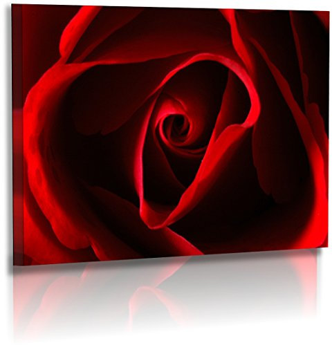 Fotoatelier Dirk Haas Premium Acrylglasbild XXL - Natur - Blumenfotos - Blume - Rose - Bilder - Rot - Schwarz - Acrylglas : 60 cm x 40 cm