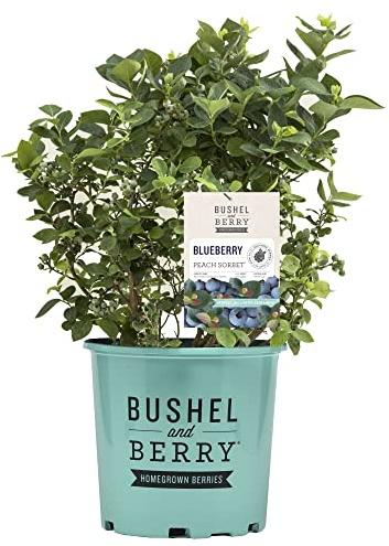 Bushel & Berry 2 Gal. Peach Sorbet Blueberry Plant