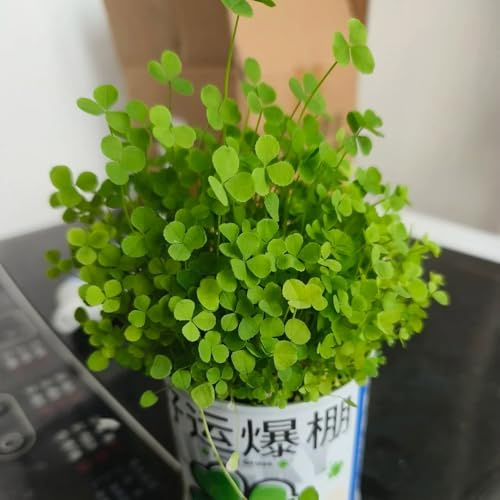 semi di trifoglio fortunato, decorazione da giardino per esterni, resistenti per il giardino, 200pcs