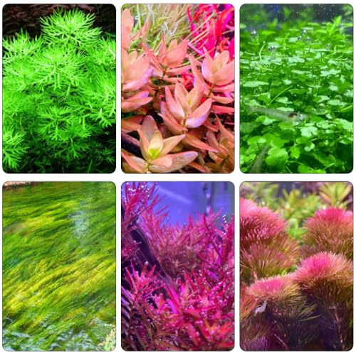 acquatiche ornamentali tetti verdi giardino decorazione per resistenti vaso interno Aiuole rialzate giardino semi 1000pcs