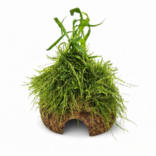 SAHAWA Kokos-Höhle mit Farn und Moos ca. 12-15 cm Garnelenbäumchen Handmade Aquarium Dekoration Versteck- und Bruthöhle für Garnelen und Fische